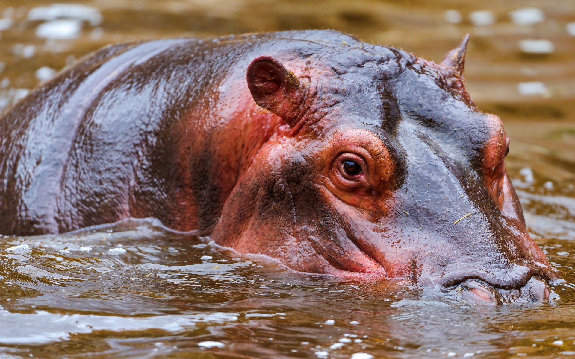 animals, Africa, Hippo, Water, Swim, Float, Face, Eyes, Color Wallpaper