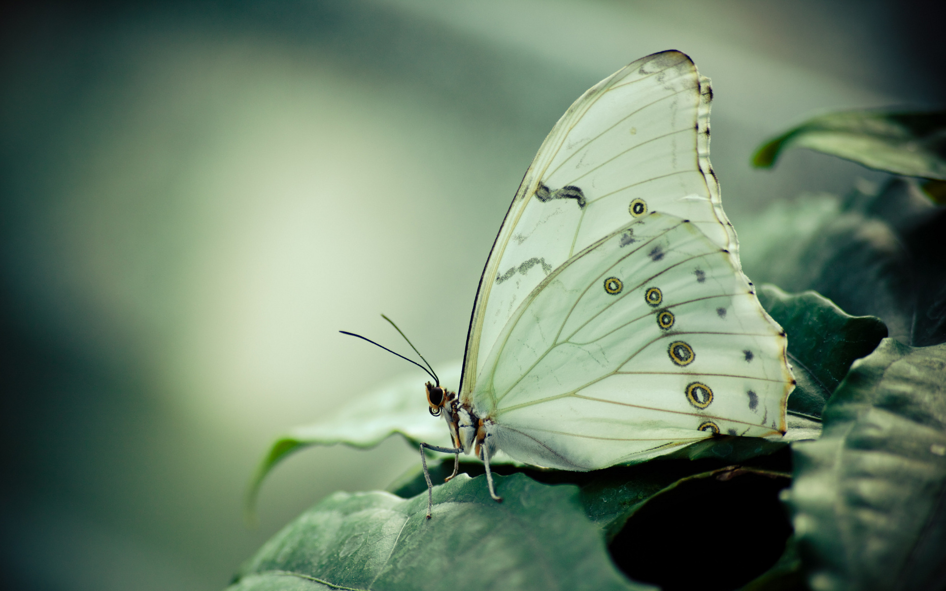 animals, Butterfly, Nature, Macro, Close, Up, Wings, Plants, Leaves, Wildlife, Soft Wallpaper