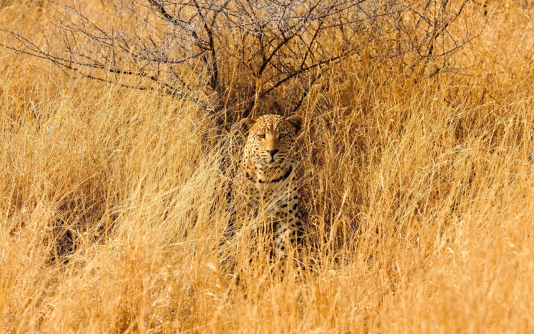 leopard, Savannah, Animals, Cats, Wildlife, Predator, Africa, Grass, Landscapes, Camo, Spots, Fields HD Wallpaper Desktop Background