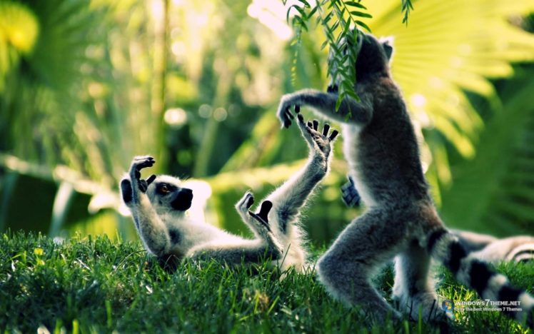 ring, Tailed, Lemur, Primate, Madagascar, Tails, Rings, Stripes, Play, Cute, Wildlife, Grass, Trees, Forest, Jungle, Plants, Fur HD Wallpaper Desktop Background