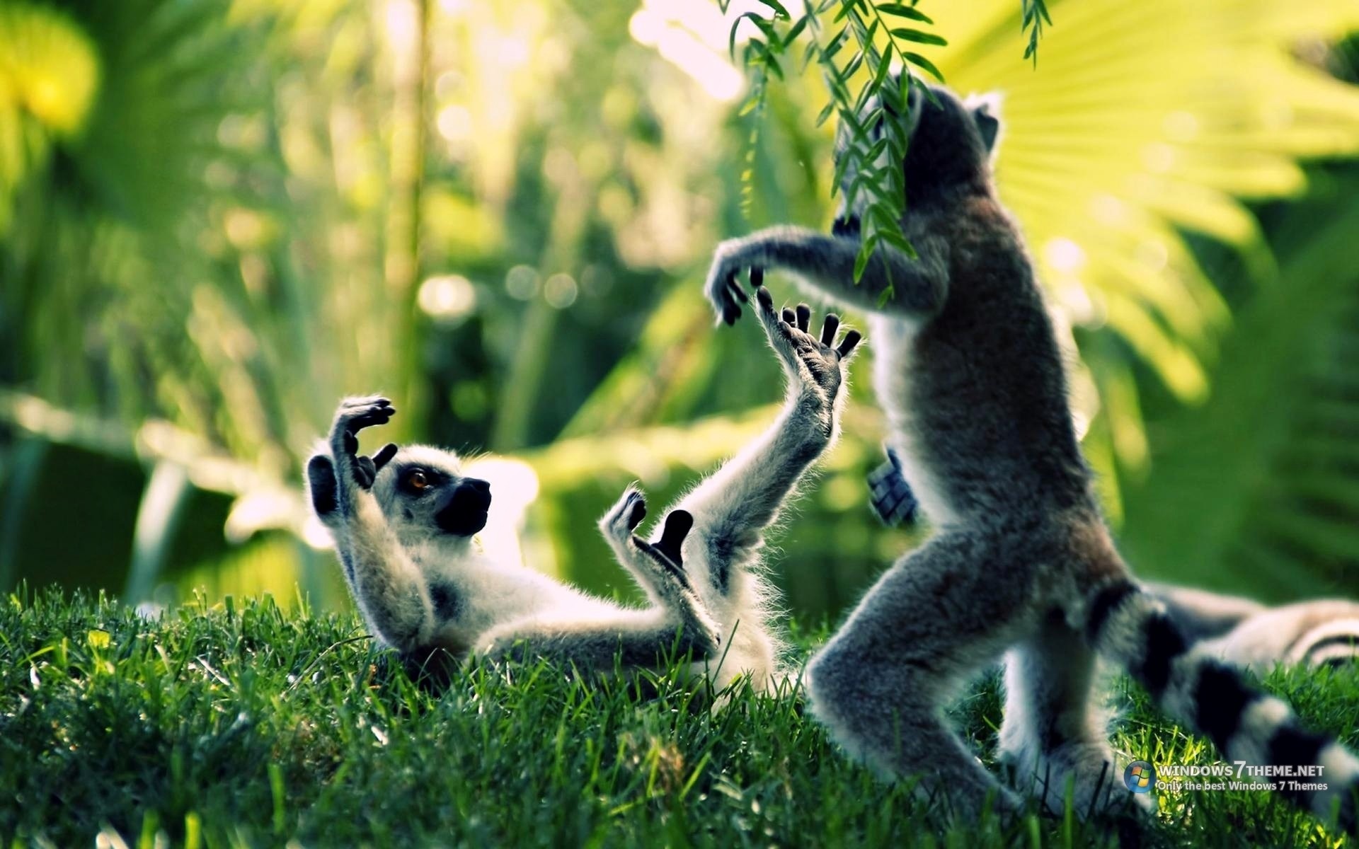 ring, Tailed, Lemur, Primate, Madagascar, Tails, Rings, Stripes, Play, Cute, Wildlife, Grass, Trees, Forest, Jungle, Plants, Fur Wallpaper