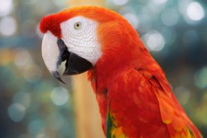 animals, Birds, Parrots, Tropical, Jungle, Face, Eyes, Color, Feather