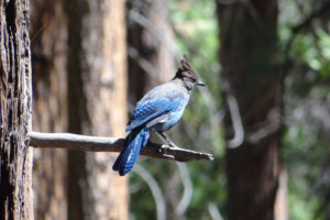animals, Birds, Jay, Blue, Wildlife, Feathers, Trees, Forests, Nature