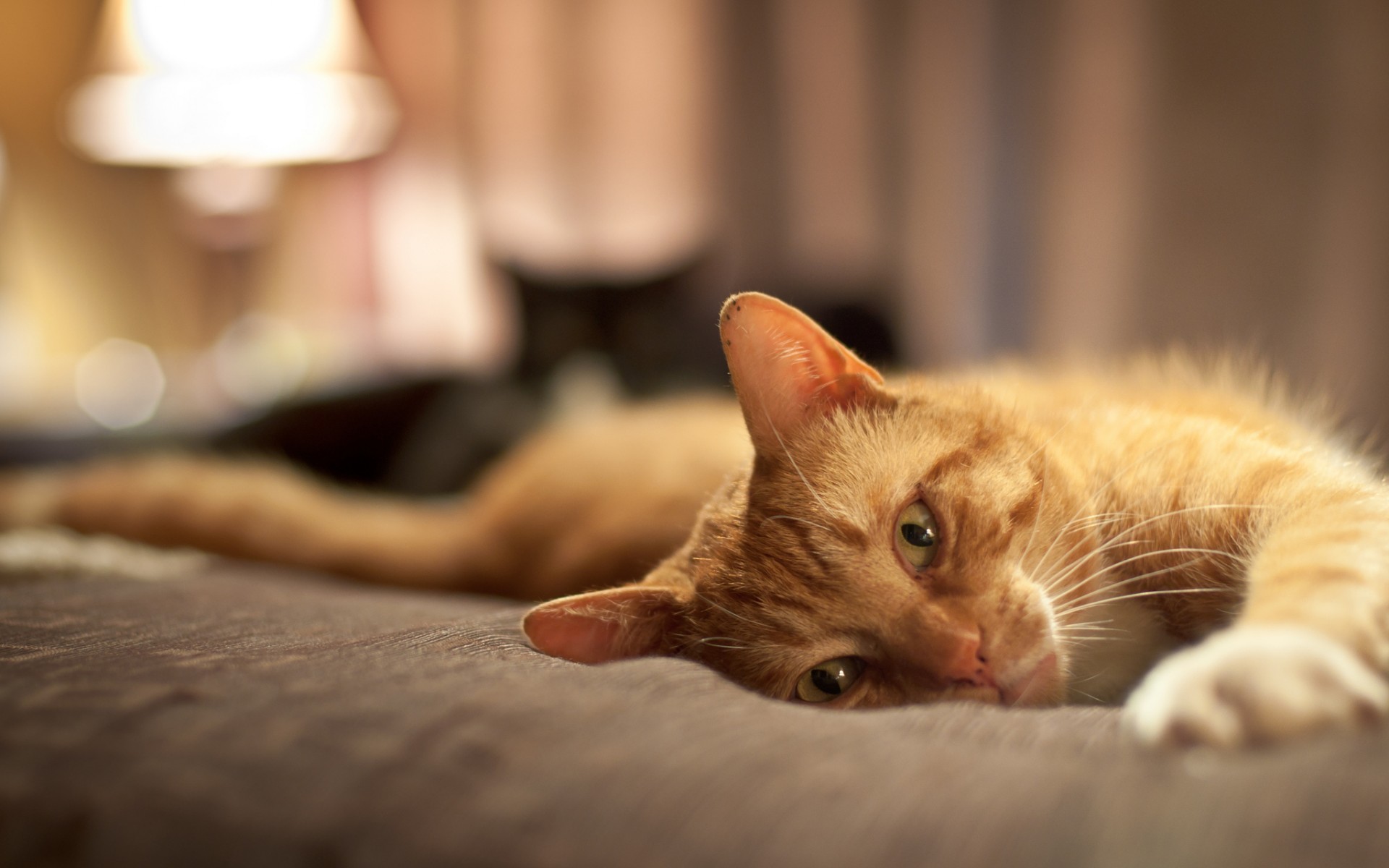 animals, Cats, Feline, Fur, Face, Eyes, Stare, Pov, Paly, Cute, Humor, Funny Wallpaper