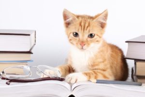 animals, Cats, Felines, Kittens, Babies, Cute, Face, Eyes, Fur, Whiskers, Books, Glasses, Humor, Funny