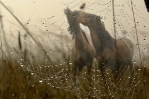 animals, Horses, Webs, Spider, Dew, Drops, Grass, Nature, Fields, Love, Manipulation, Cg, Digital, Art