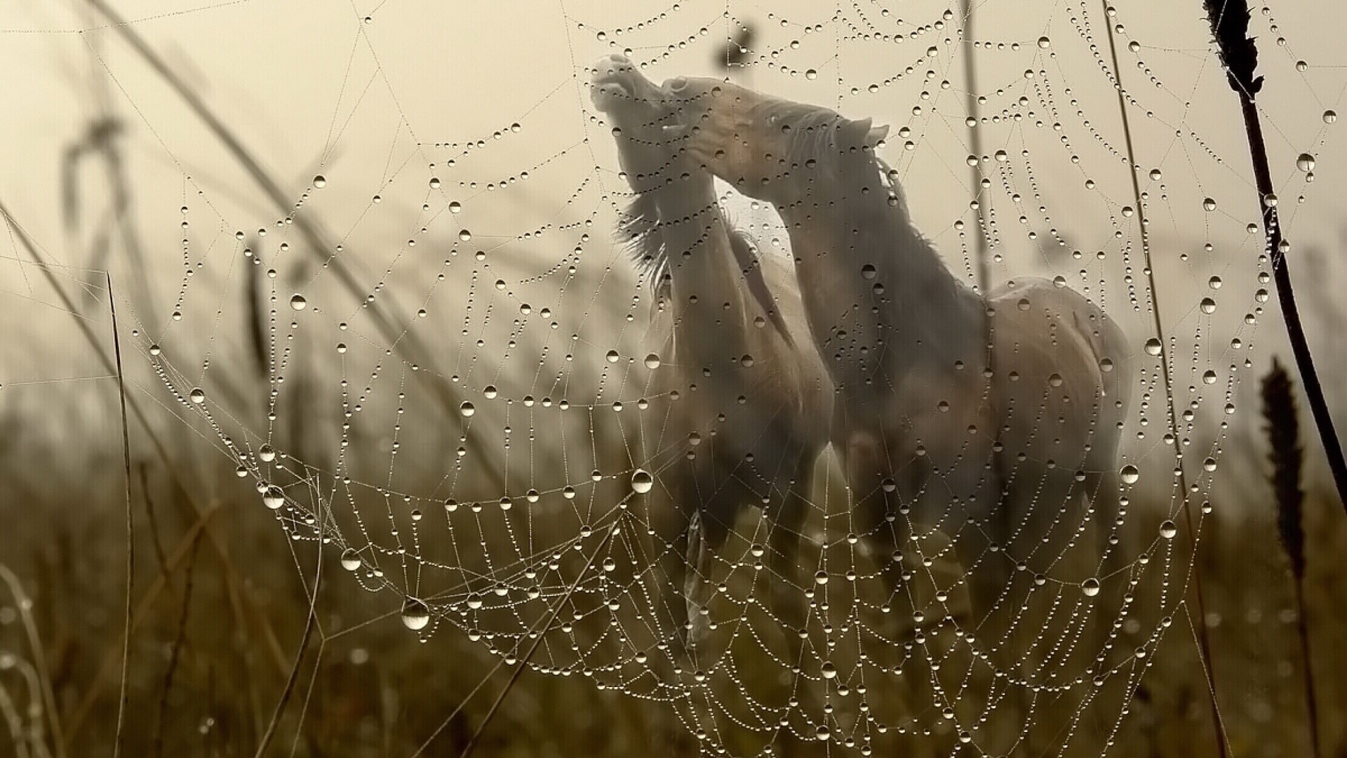animals, Horses, Webs, Spider, Dew, Drops, Grass, Nature, Fields, Love, Manipulation, Cg, Digital, Art Wallpaper