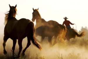 animals, Horses, People, Cowboys, Dust, Men, Males, Rustic, Western