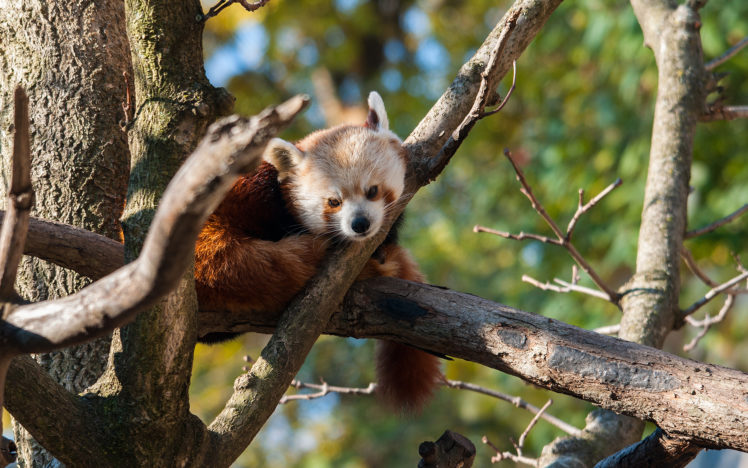 red, Panda, Animals, Panda, Trees, Forest, Leaves, Wildlife, Pov HD Wallpaper Desktop Background