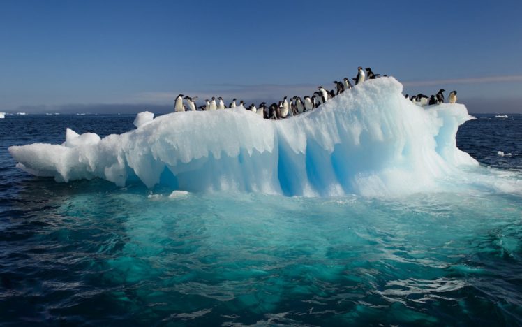 animals, Birds, Penguin, Nature, Ocean, Sea, Water, Iceberg, Sky, Artic HD Wallpaper Desktop Background