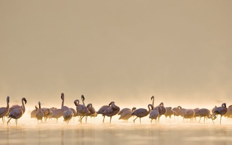 animals, Birds, Flamingo, Tropical, Lakes, Water, Fog, Mist, Haze, Scenic, Sunlight HD Wallpaper Desktop Background