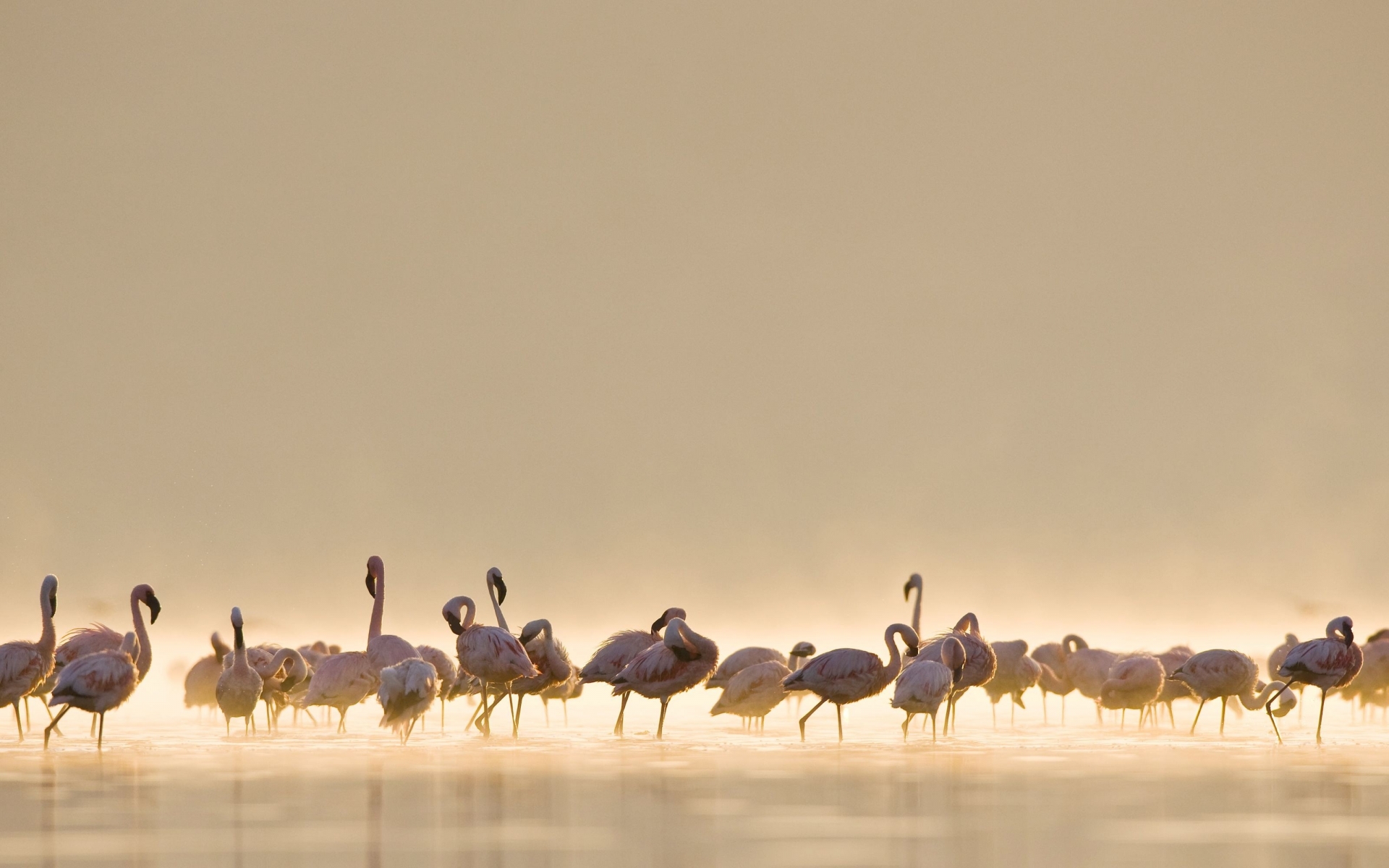 animals, Birds, Flamingo, Tropical, Lakes, Water, Fog, Mist, Haze, Scenic, Sunlight Wallpaper