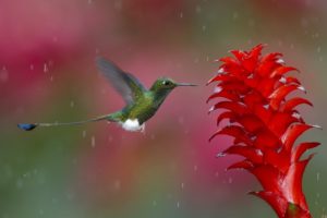 hummingbird, Animals, Birds, Flowers, Nature, Wildlife, Rain, Drops