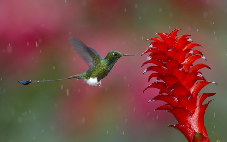 hummingbird, Animals, Birds, Flowers, Nature, Wildlife, Rain, Drops HD Wallpaper Desktop Background