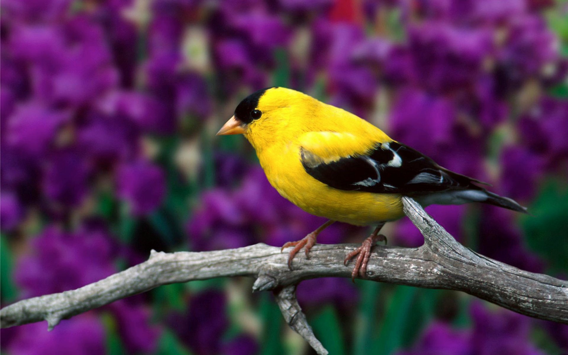 nature, Yellow, Birds, Depth, Of, Field, Branches, Goldfinch Wallpaper