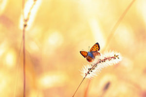 animals, Insects, Butterfly, Grass, Plants, Fields, Wings, Bokeh