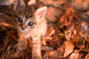 animals, Cats, Felines, Kittens, Face, Eyes, Cute, Pov, Leaves, Autumn, Fall, Whiskers