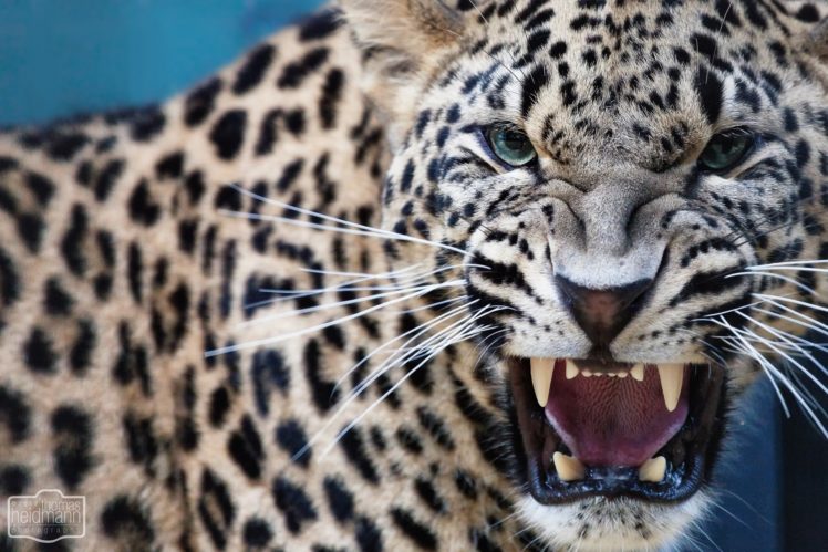 leopards, Animals, Cats, Face, Eyes, Pov, Fangs, Predator, Spots, Pattern, Whiskers HD Wallpaper Desktop Background