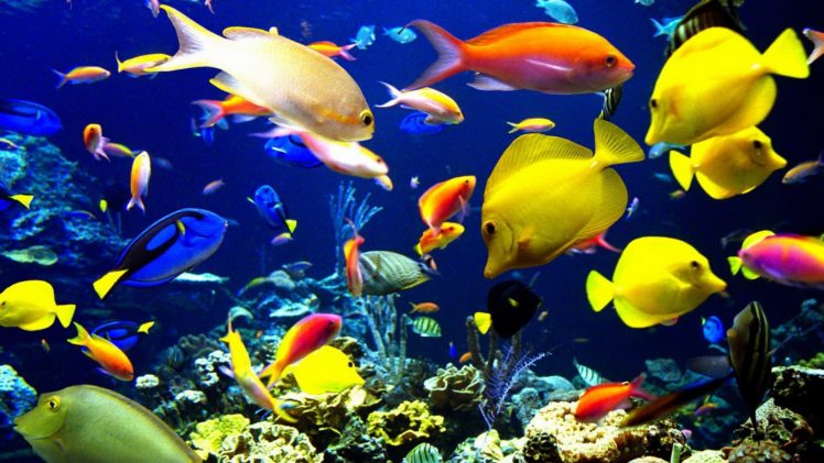 nature, Animals, Sealife, Tropical, Fishes, Color, Underwater, Sea, Ocean, Coral, Reef HD Wallpaper Desktop Background
