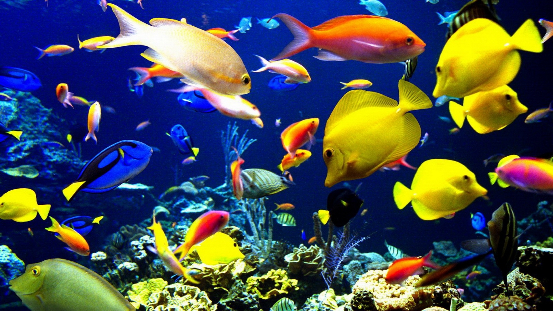 nature, Animals, Sealife, Tropical, Fishes, Color, Underwater, Sea, Ocean, Coral, Reef Wallpaper