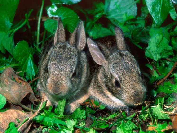 green, Nature, Grass, Rabbits, Baby, Animals, Young, Rabbits HD Wallpaper Desktop Background