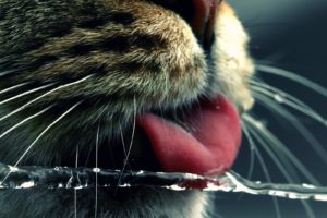 water, Cats, Animals, Tongue, Macro, Noses, Whiskers, American, Shorthair