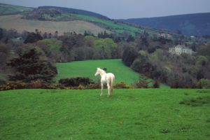 green, Nature, Trees, Forests, Hills, Ireland, Horses, Countryside, Skyscapes, Castle