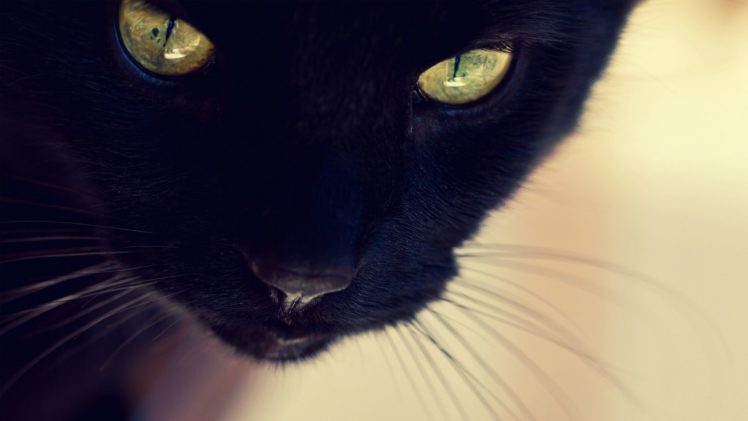 close up, Indoors, Cats, Animals, Black, Cat, Yellow, Eyes, Furry, Animals, Furry, Domestic, Cat HD Wallpaper Desktop Background