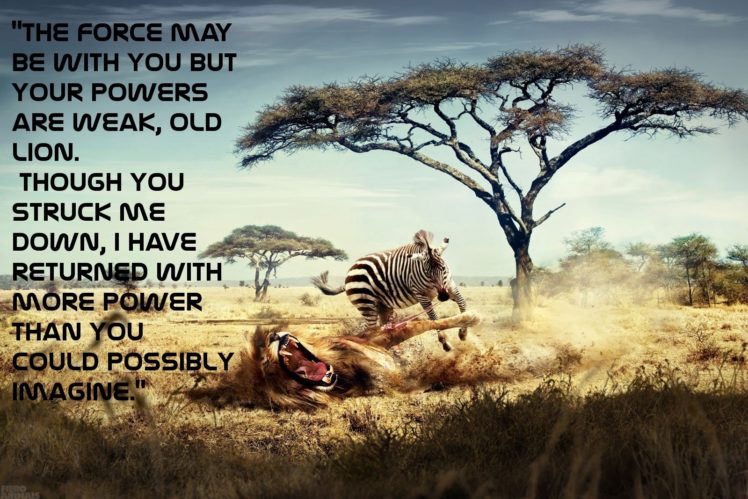1600×1067, Star, Wars, Trees, Text, Quotes, Funny, Typography, Zebras, Lions HD Wallpaper Desktop Background