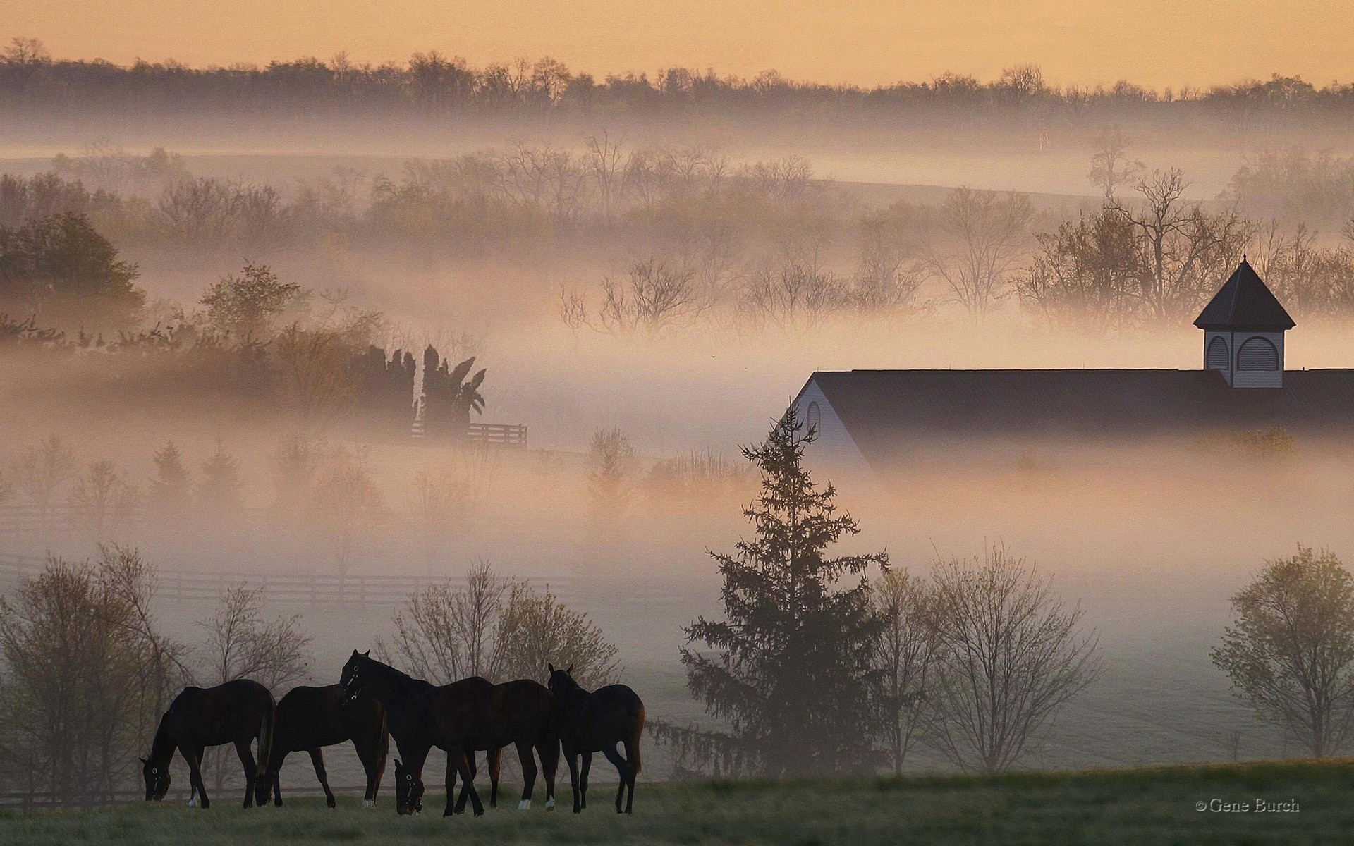 horses, Rustic, Farm, Barn, Buildings, Sunrise, Sunset, Fog, Trees Wallpaper