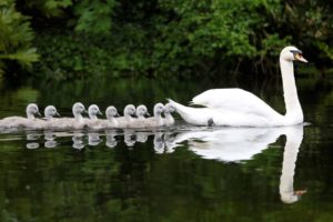 water, Nature, Animals, Swans, Swimming, Rivers, Reflections