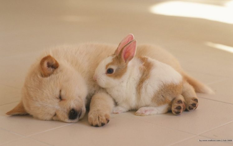 bunnies, Animals, Dogs, Puppies, Rabbits, Canine, Sleeping, Closed, Eyes HD Wallpaper Desktop Background