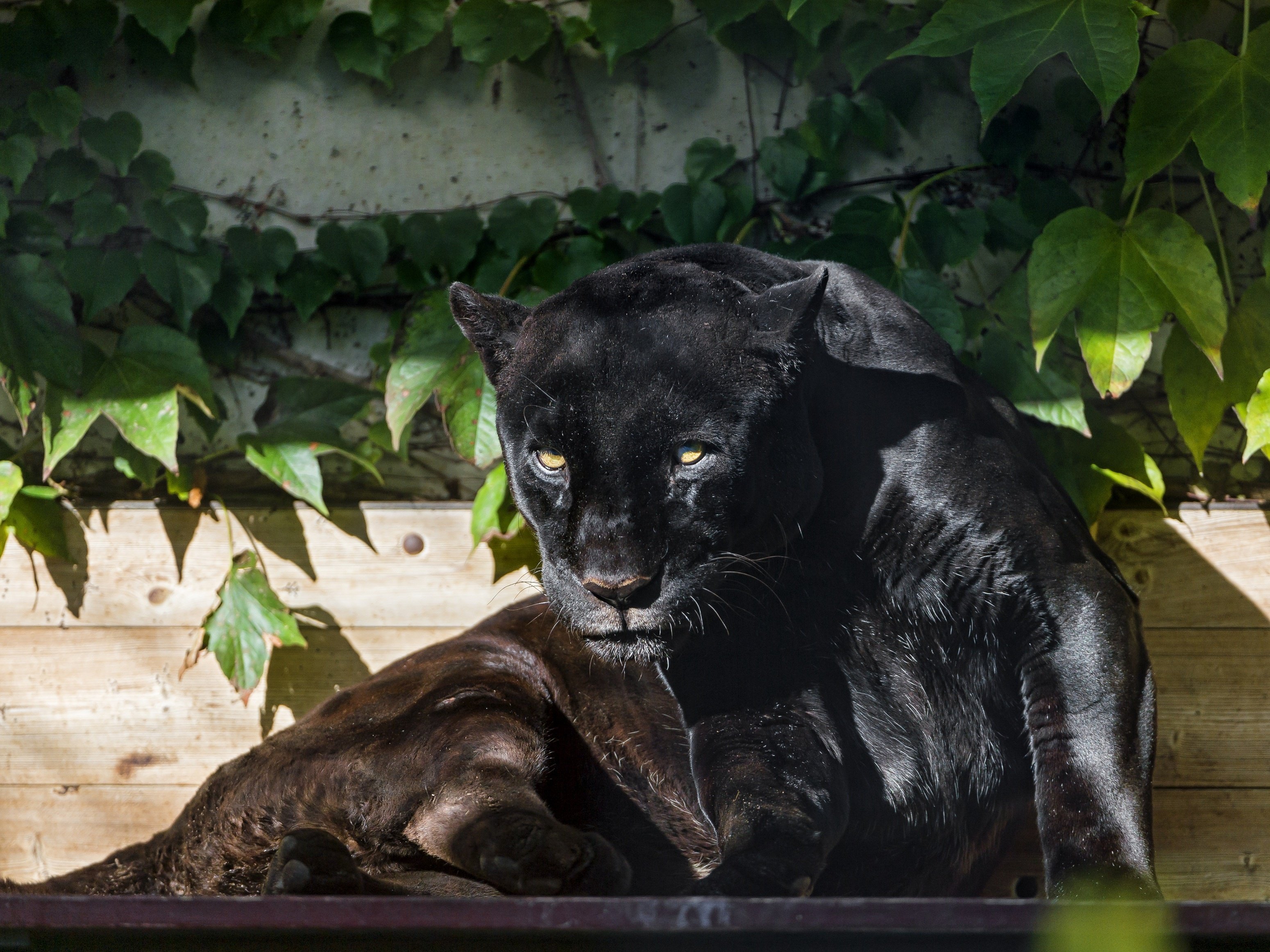 black, Jaguar, Jaguar, Panther, Wild, Cat, Predator, Foliage, Sun, Face Wallpaper