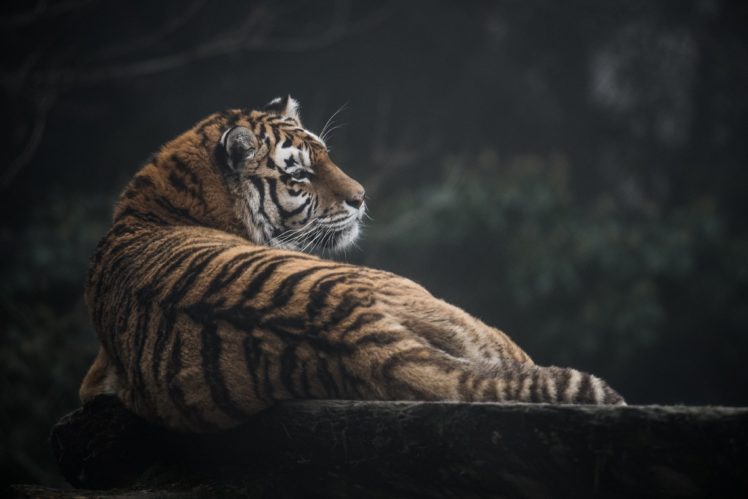 pattern, Tiger, Wild, Cat, Predator, Profile, Recreation, Fur, Stripes HD Wallpaper Desktop Background