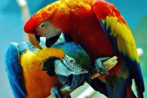 birds, Parrots, Costa, Rica, Scarlet, Macaws, Blue and yellow, Macaws