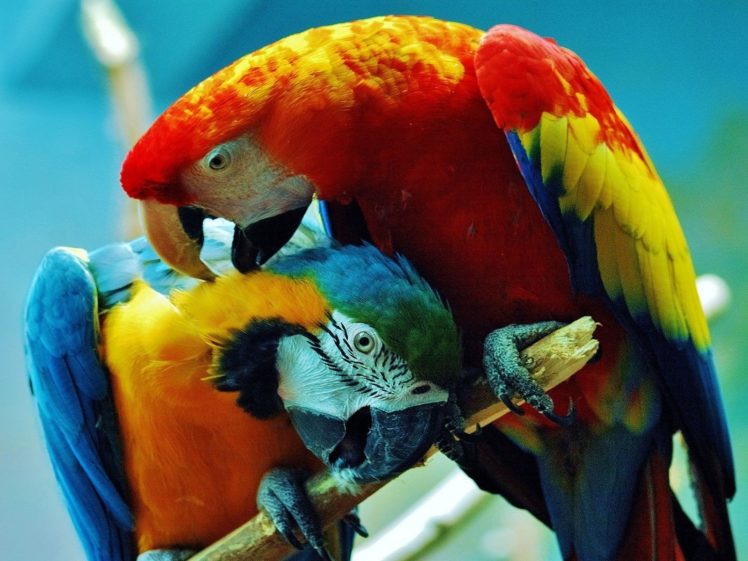 birds, Parrots, Costa, Rica, Scarlet, Macaws, Blue and yellow, Macaws HD Wallpaper Desktop Background