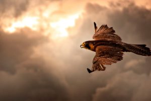 clouds, Nature, Birds, Animals, Brown, Interfacelift, Flight, Skyscapes, Hawks