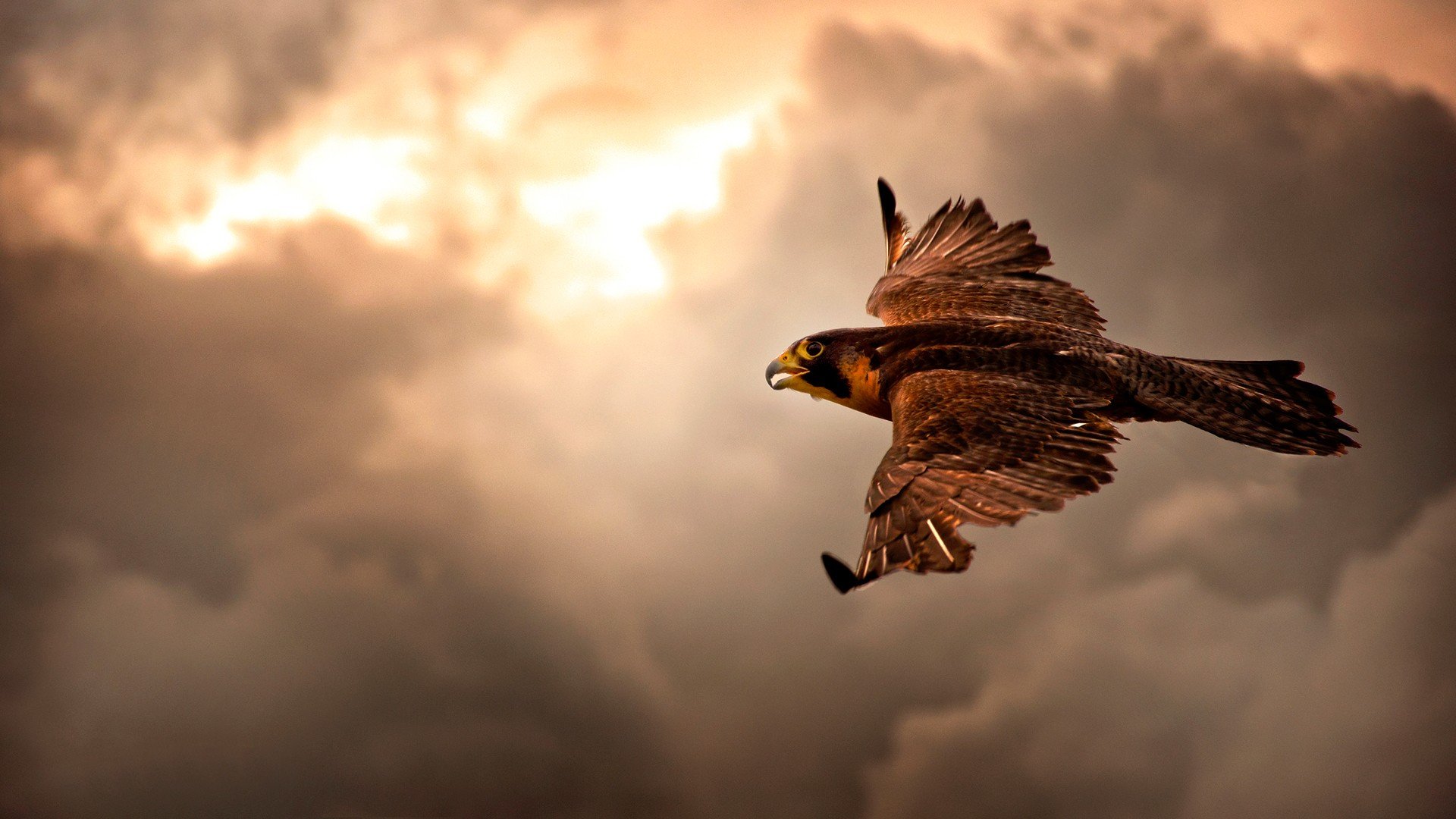 clouds, Nature, Birds, Animals, Brown, Interfacelift, Flight, Skyscapes, Hawks Wallpaper