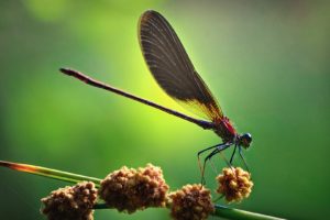 close up, Nature, Animals, Insects, Wildlife, Plants, Dragonflies