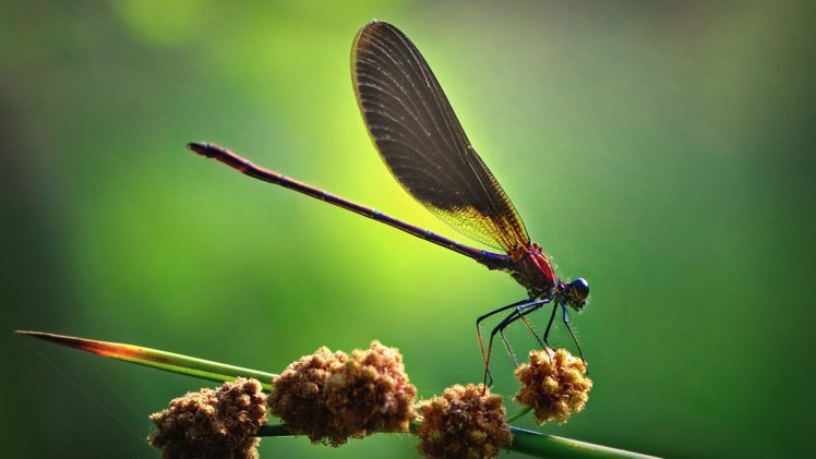 close up, Nature, Animals, Insects, Wildlife, Plants, Dragonflies HD Wallpaper Desktop Background