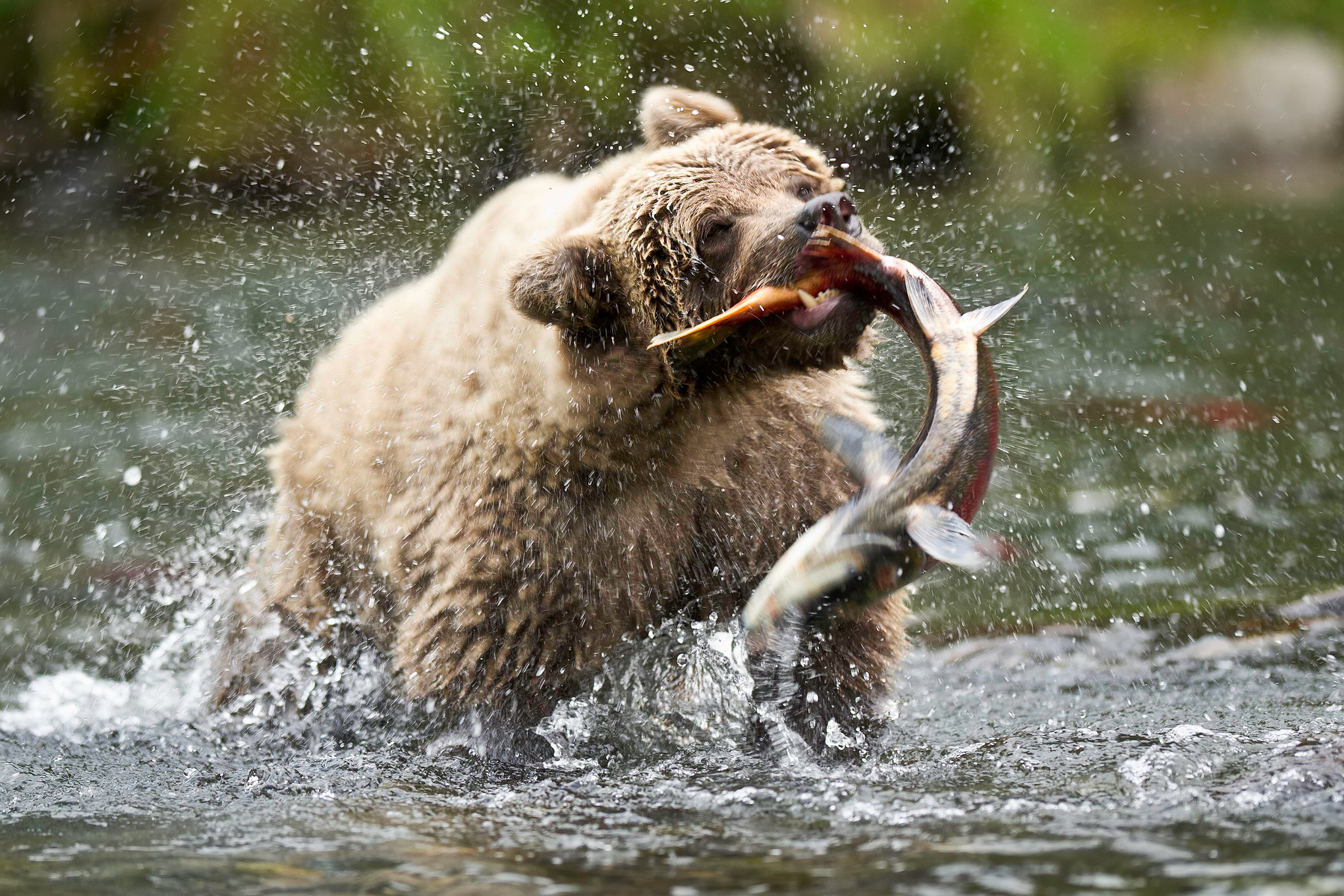 grizzly, Bears, Fishes, Hunting, Food, Rivers, Alaska, Nature, Drops Wallpaper