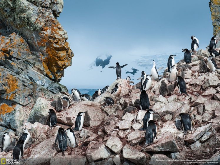 landscapes, Nature, Birds, Animals, Rocks, Penguins, National, Geographic, Antarctica, Chinstrap, Penguins HD Wallpaper Desktop Background