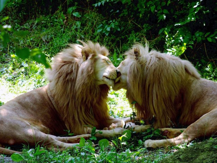 love, Trees, Forests, Grass, Kissing, Tulips, Lions, Tagnotallowedtoosubjective, Brother, Gay HD Wallpaper Desktop Background