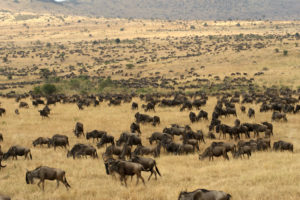 migration, Wildebeest, Africa, Landscapes, Grass, Fields, Herd