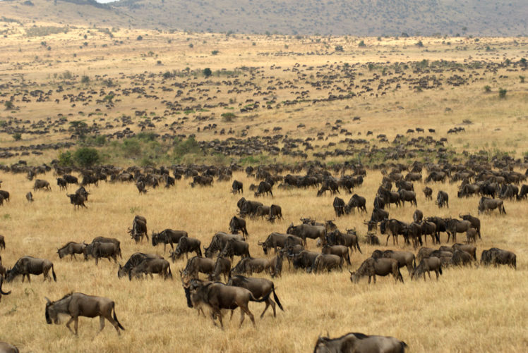 migration, Wildebeest, Africa, Landscapes, Grass, Fields, Herd HD Wallpaper Desktop Background