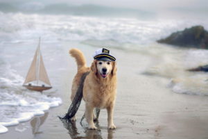 humor, Cute, Costume, Sailboats, Boats, Beaches, Nature, Waves