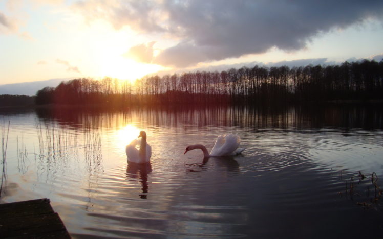 swan, Sunset, Sunrise, Sky, Clouds, Lakes, Water, Reflection, Nature HD Wallpaper Desktop Background