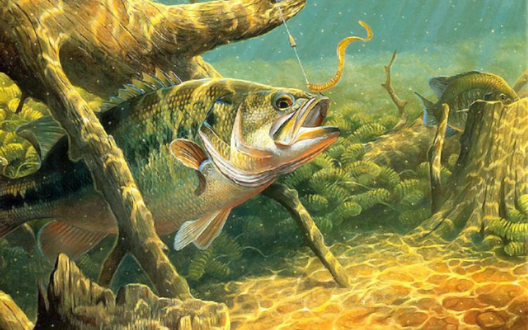 fishing, Fish, Sport, Water, Fishes, Underwater, Lake, River, Artwork, Bass HD Wallpaper Desktop Background