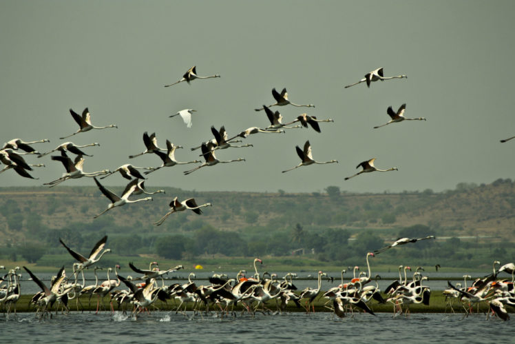 flamingo, Migration, Flock, Flight, Fly, Wings, Lakes, Nature, Landscapes, Sky HD Wallpaper Desktop Background