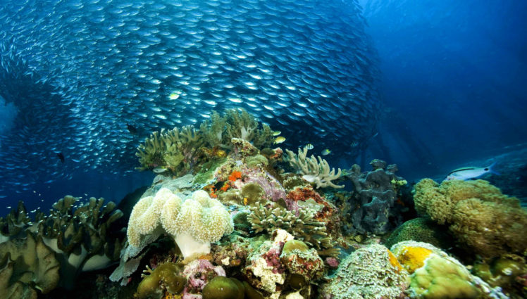 underwater, Ocean, Sea, Nature, Coral, Reef, Tropical, School HD Wallpaper Desktop Background